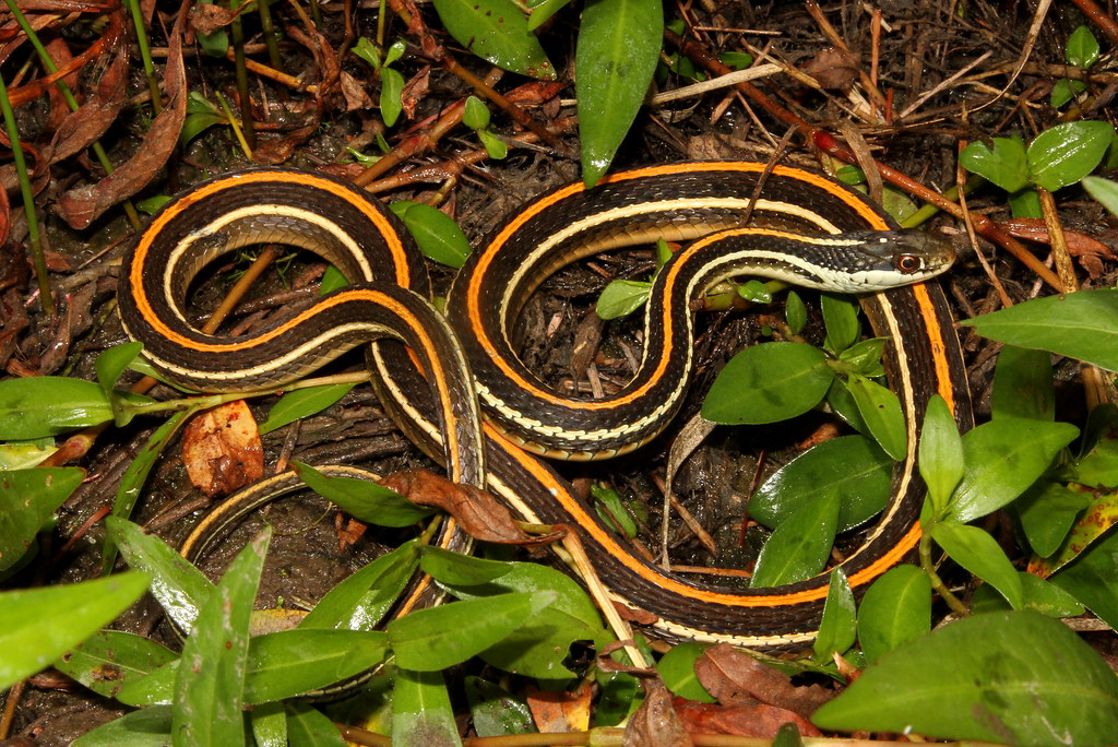 <p>Colubridae. Found statewide. Aquatic</p>