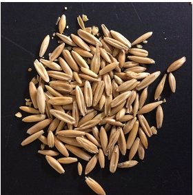 <p>Oats</p>