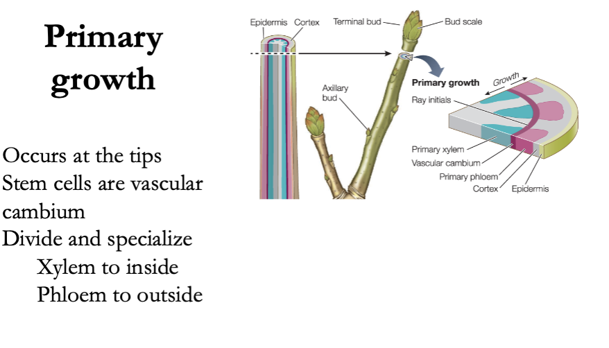 <ul><li><p>Occurs at the tips </p></li><li><p>Stem cells are vascular cambium </p></li><li><p>Divide and specialize (Xylem to inside, Phloem to outside)</p></li></ul><p></p>