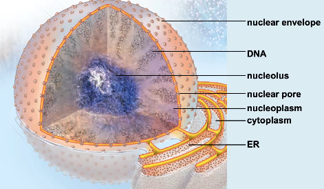 <ol><li><p>Structure: surrounded by double membrane (nuclear envelope). Has nuclear pores on outside (help move things in and out). Contains DNA, RNA, and protein. Space within nucleus is the nucleoplasm. Nucleolus at center.</p></li><li><p>Function: Separates DNA from rest of cell; site of first step in protein synthesis; nucleolus produces ribosomal subunits.</p></li></ol><p></p>