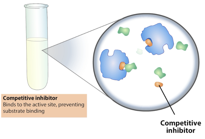 <p>Competitive inhibitor</p>