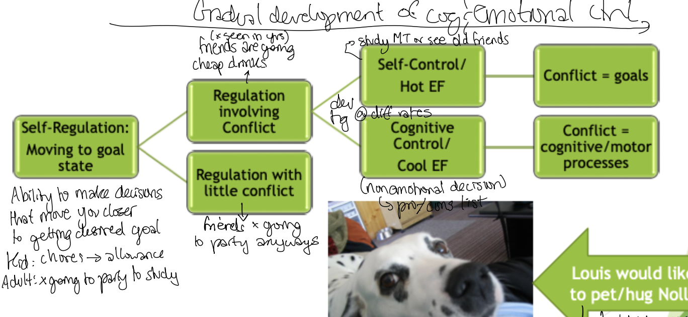 <ol><li><p>Self-regulation: moving to goal state </p></li><li><p>Regulation: with conflict (little conflict stops here) </p></li><li><p>Control </p><ol><li><p>Self-control: HOT EF</p></li><li><p>Cognitive control: Cool EF </p></li></ol></li><li><p>Conflict </p><ol><li><p>Hot EF → conflict = goals </p></li><li><p>Cool EF - conflict = cognitive/motor processes</p></li></ol></li></ol><p></p><p></p>