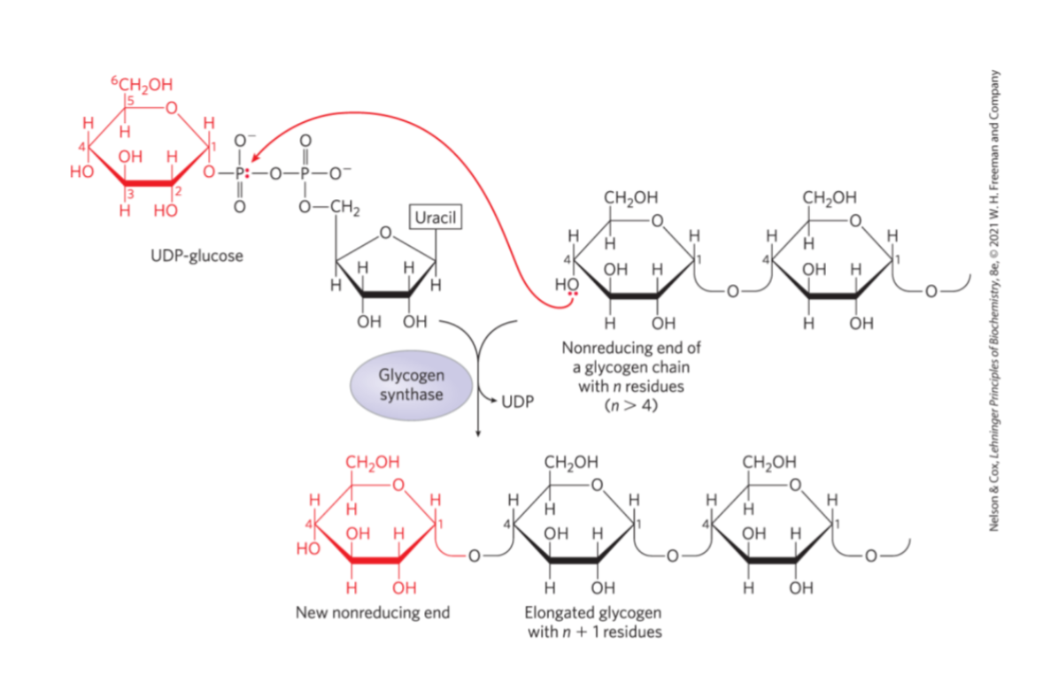 <p>net reaction: UDP-Glucose + (non-reducing end of) glycogen chain w/ n residues -> elongated glycogen chain w/ n+1 residues</p><p>All polysaccharide synthesis follows the same general pattern: conversion of a monosaccharide 1-P to a nucleoside diphosphate sugar (NDP - sugar) followed by transfer of the sugar to the growing end of a polysaccharide chain.</p>