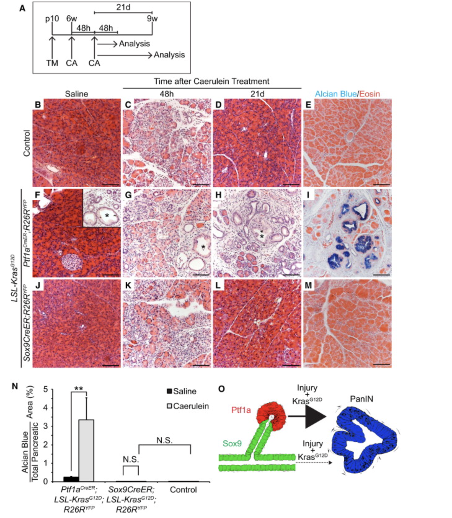 <p>In figure 3 what does caerulein (CA) do?</p>