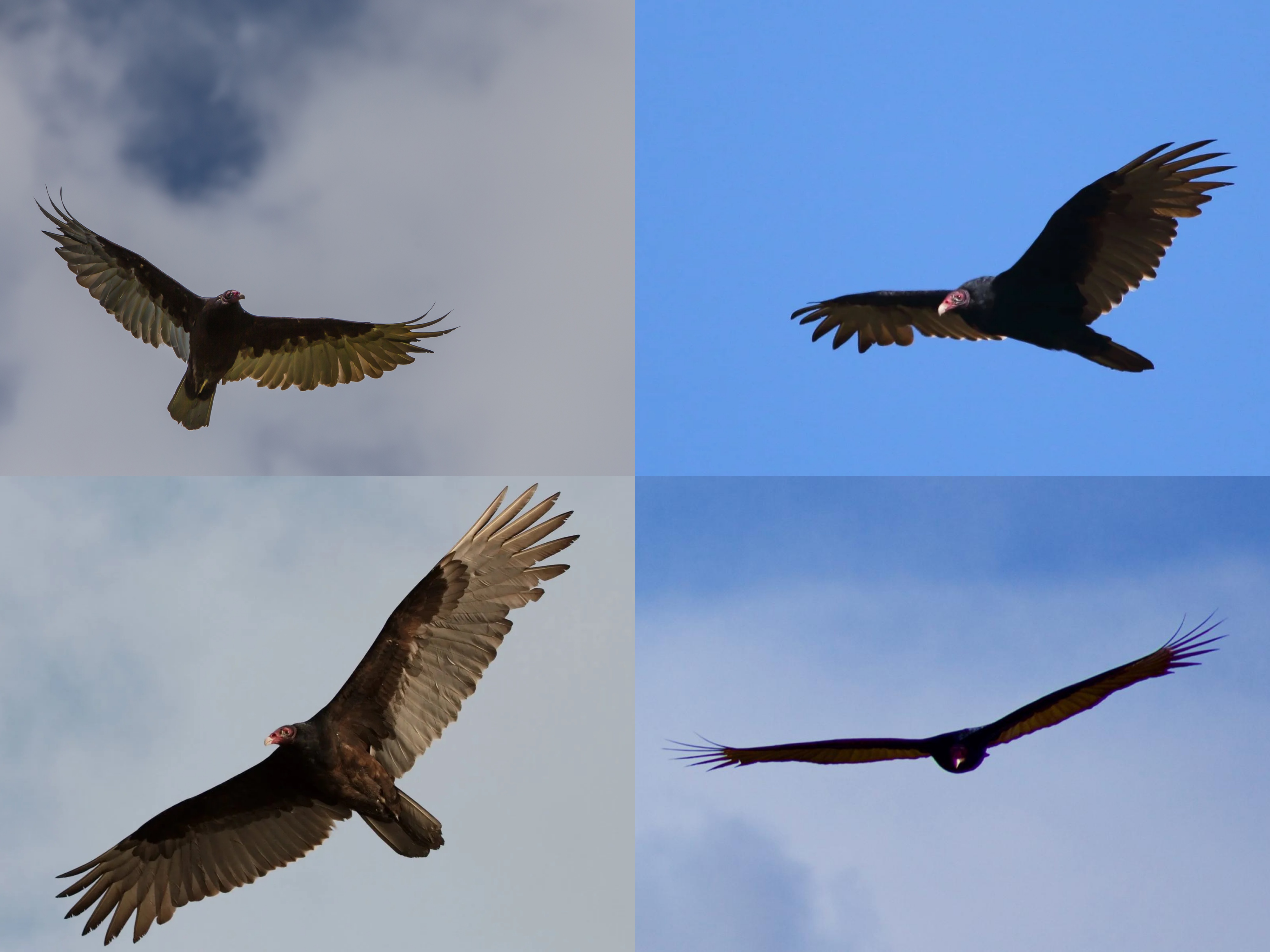 <p>Order: Accipitriformes</p><p>Family: Cathartidae</p><p>CN: Turkey Vulture</p><p>Alpha Code: TUVU</p>