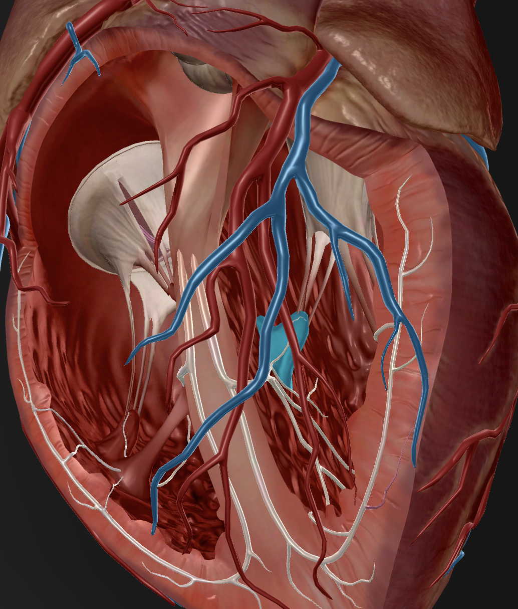 knowt flashcard image