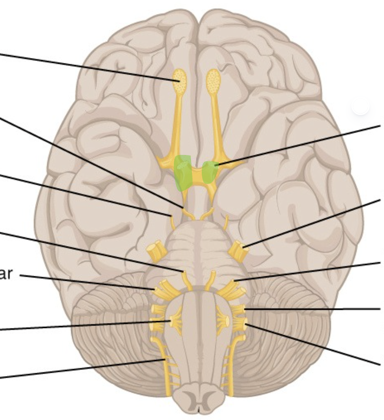 <p>CN 2</p><p>snail eyes superior to pons</p>