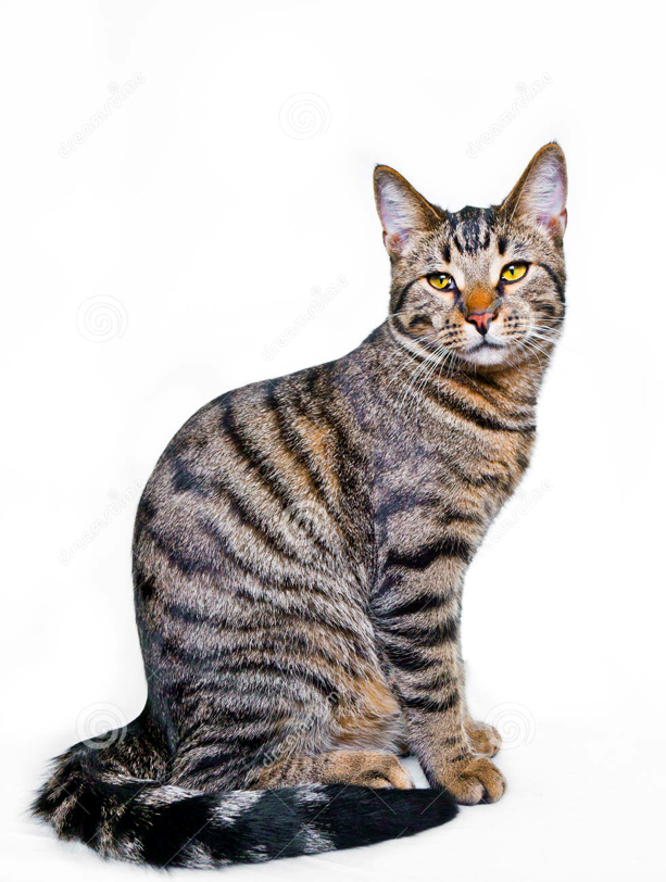 <p>Small, narrow stripes without a “bull’s eye</p>