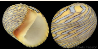 <p><strong>FILO<br>CLASE</strong><br><strong>SUBCLASE</strong><br><strong>FAMILIA</strong><br><strong>GÉNERO</strong><br><strong>NOMBRE COMÚN<br>CARACTERÍSTICAS</strong><br><strong>RÁDULA<br>ALIMENTACIÓN<br>HÁBITAT</strong></p>