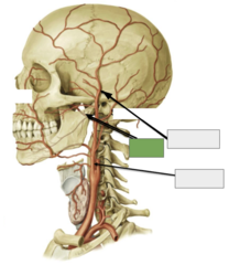 <p>Blood supply: This is the</p>