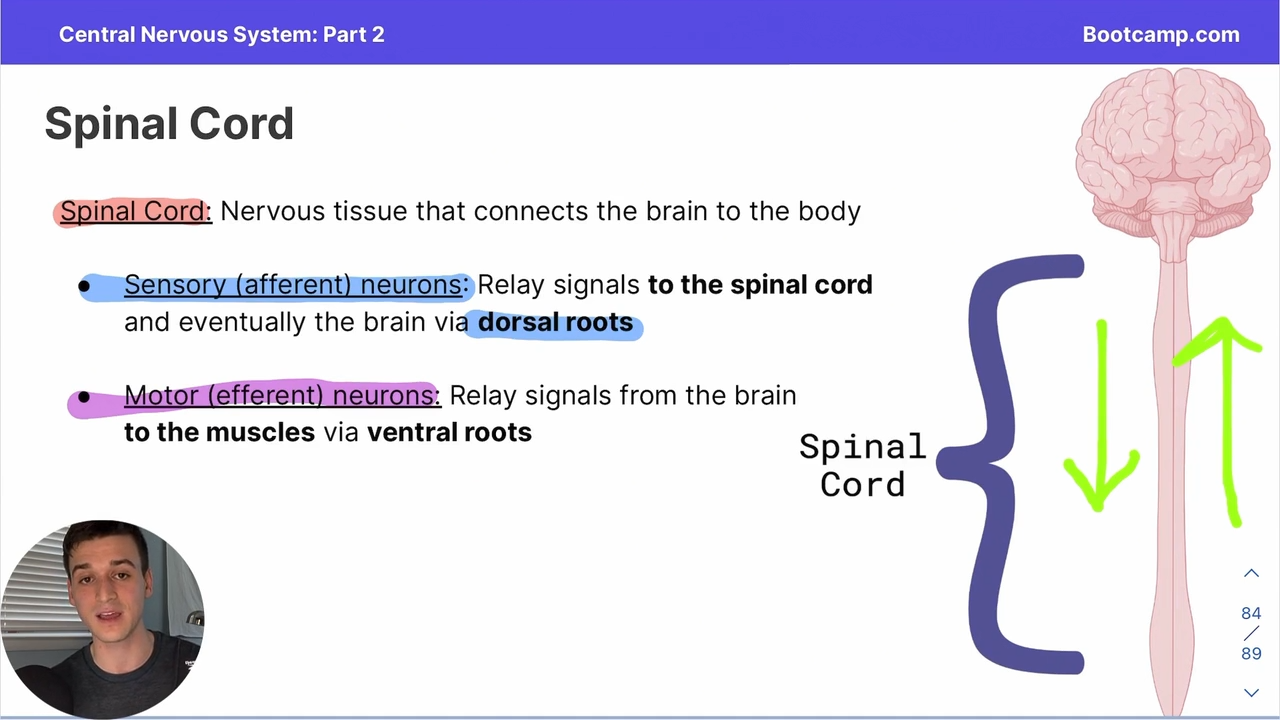 <p>relay signals from the brain to the muscles via ventral roots </p><p></p><p>EFFECT CHANGE</p>