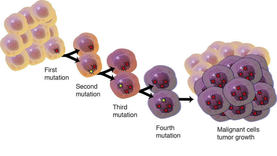 <ul><li><p>1st done</p></li><li><p>Type of <strong>CANCER </strong>Cells</p><ul><li><p>grow &amp; divide rapidly! (all they do)</p></li></ul></li></ul><p></p>