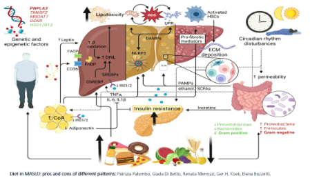<p>The strongest predictor of long-term outcome is:</p><ul><li><p><strong>Fibrosis stage</strong></p></li></ul><p>Advanced fibrosis is associated with:</p><ul><li><p>Increased liver-related mortality.</p></li><li><p>Greater risk of cirrhosis.</p></li><li><p>Increased hepatocellular carcinoma.</p></li><li><p>Increased cardiovascular mortality.</p></li></ul><p></p>