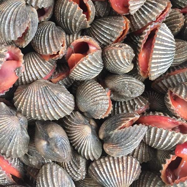 <p>blood cockle [<span><span>blʌd ˈkɒkl]</span></span></p>