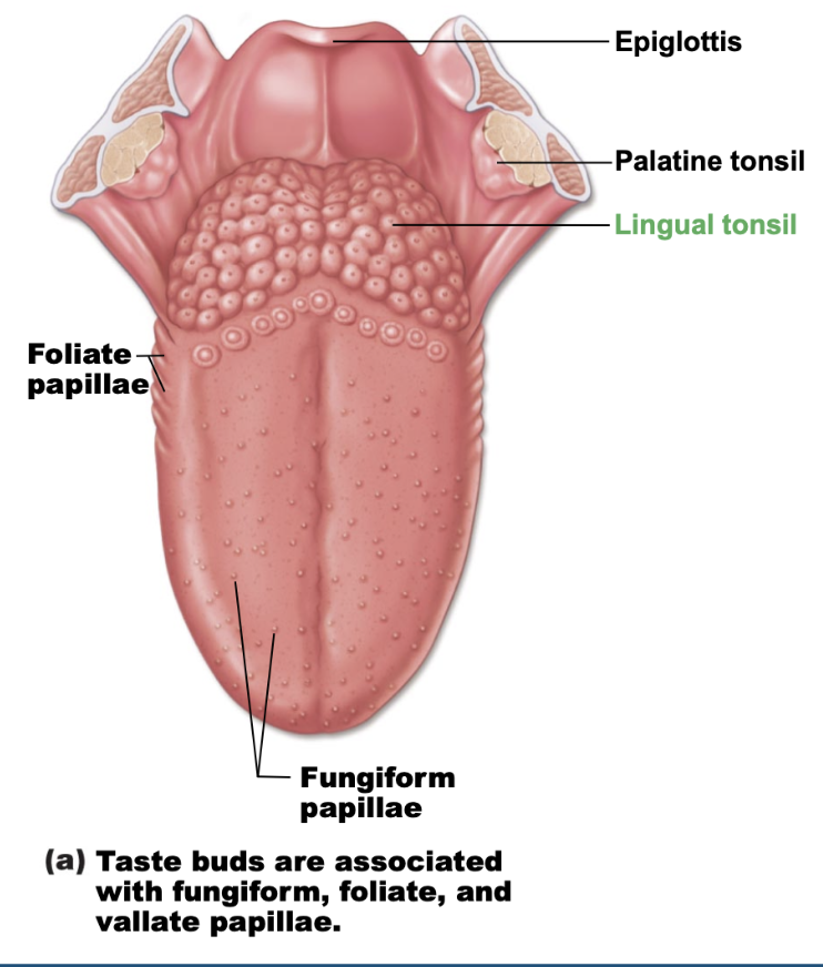 <p>fungiform papillae </p>