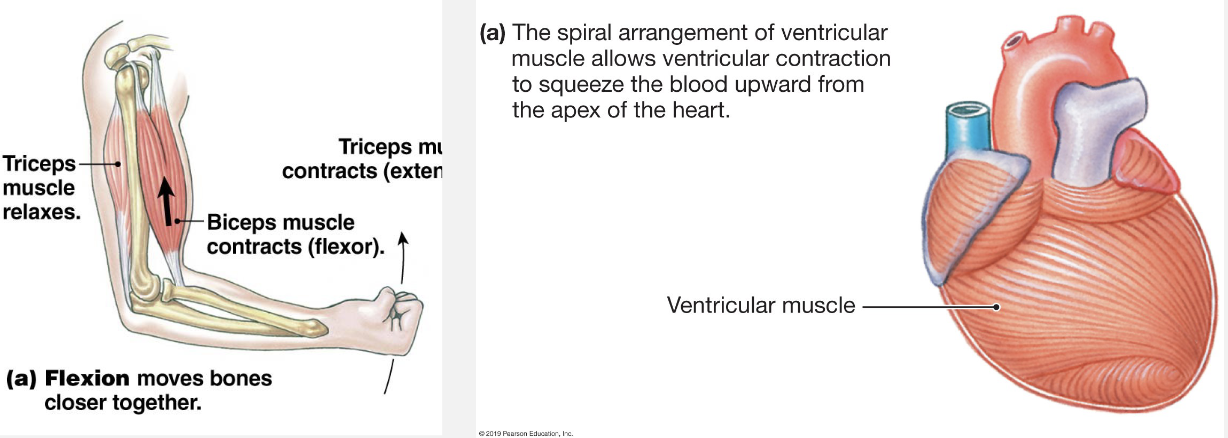 <p>Cardiac</p><ul><li><p>isovolumic contraction</p></li><li><p>isotonic contraction</p></li></ul><p>Skeletal</p><ul><li><p>isometric contraction</p></li><li><p>isotonic contraction</p></li></ul><p></p>