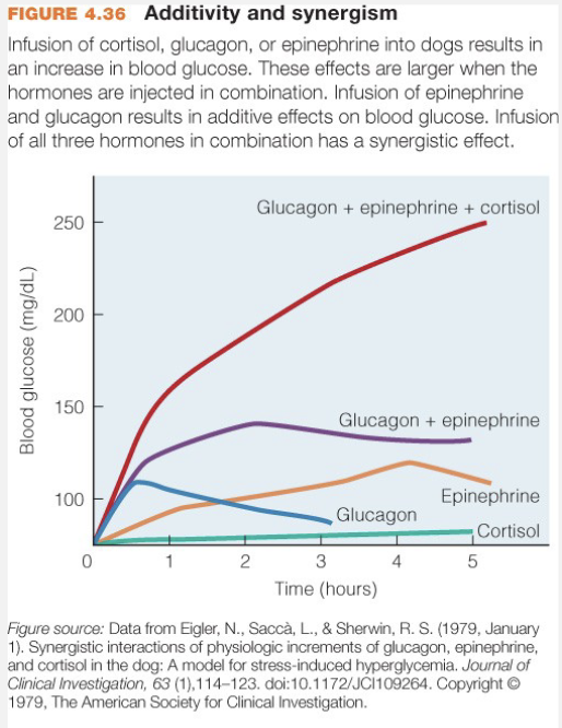 <p>Synergistic (Moyes 3rd ed)</p><ul><li><p>Two+ hormones affect target</p></li><li><p>Results in greater than additive response (not just added)</p></li></ul><p>Permissiveness</p><ul><li><p>Hormone allows another to be fully active</p></li></ul><p>Antagonistic</p><ul><li><p>One hormone blocks effects of another</p></li></ul><p></p>