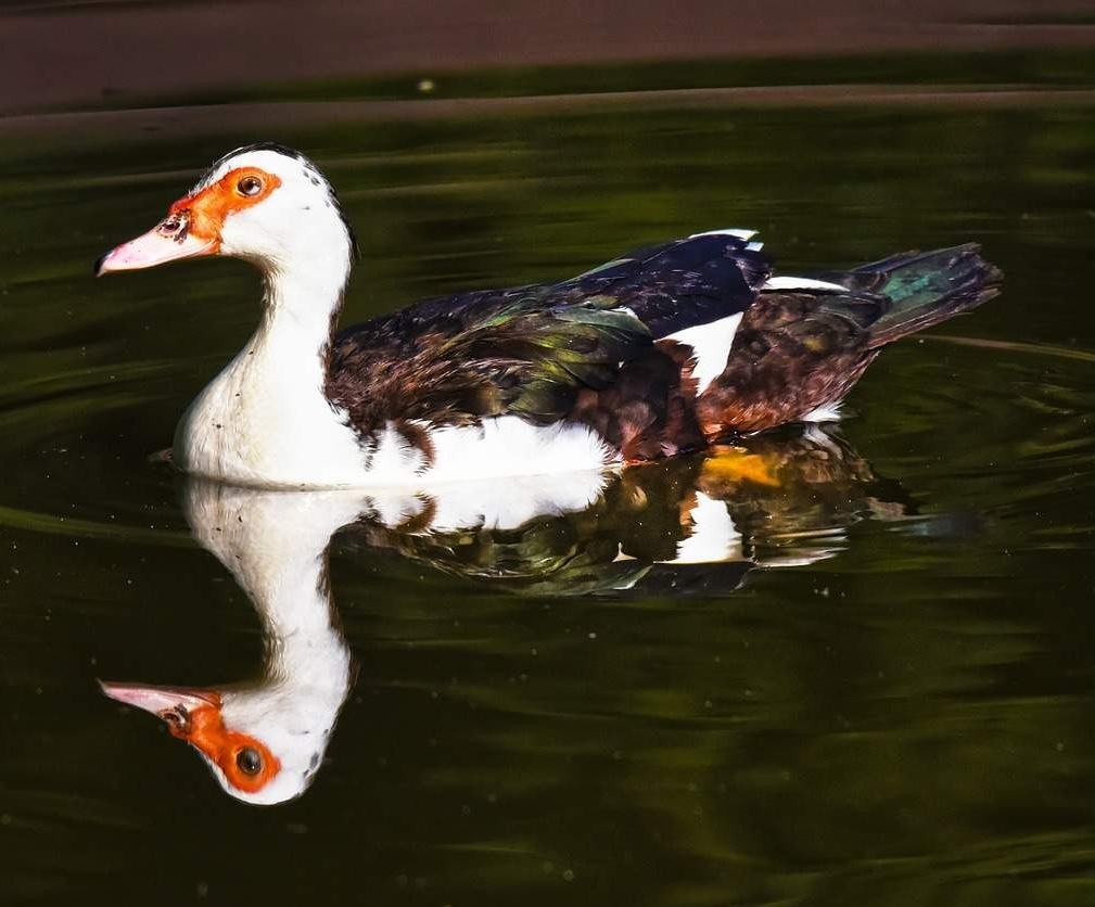 <p>The _______ ____ is slightly larger than a Mallard. Males are the largest duck in North America, with females being half their size. Unlike other ducks, they do not quack but rather hisses. It is native to South American, Central America, Mexico, and portions of Texas. It has been introduced worldwide, including Florida, where it is often considered an invasive species. </p><p>Identifying features: </p><ul><li><p>Variable white patches on the wings </p></li><li><p>Mostly black bodies with greenish gloss</p></li><li><p>Red facial skin with odd warty growths (called caruncles) </p></li><li><p>Strong claws to assist with perching in trees </p></li></ul><p></p>