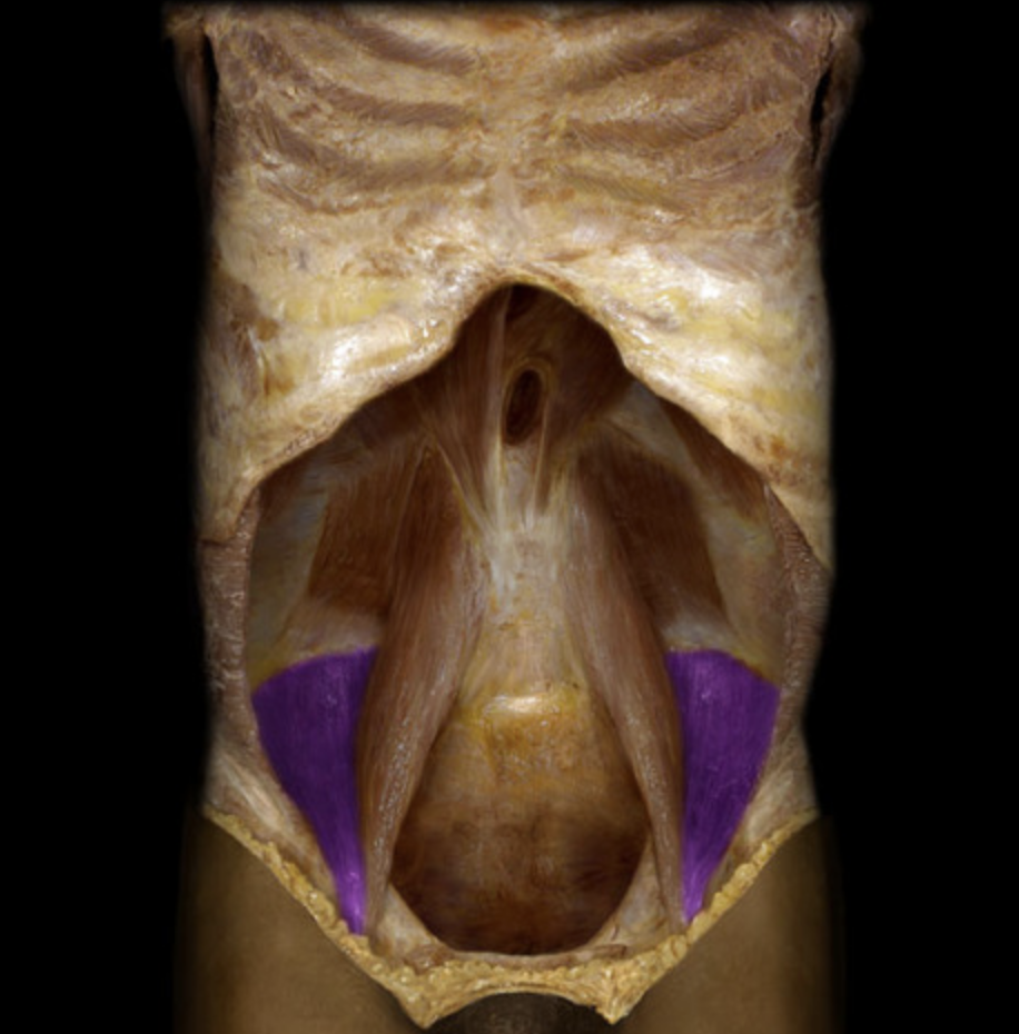 <p>What muscle is this?</p>