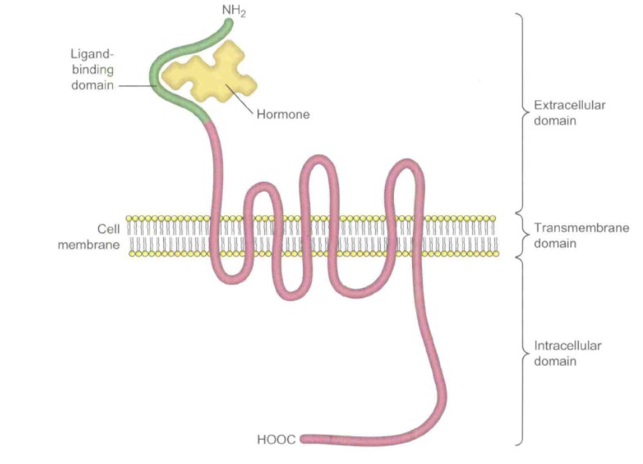 <ul><li><p>Hypothalamus & pituitary: control menstrual cycle via gonadotropins (LH & FSH).</p></li><li><p>Assessment methods:</p><ul><li><p>Measure gonadotropin levels in blood.</p></li><li><p>Ultrasound of ovaries to check follicle development.</p></li><li><p>Hormonal profiles for system health.</p></li><li><p>Neuroimaging is possible but not routinely used.</p></li></ul></li><li><p>Impact on cells: gonadotropins act via specific protein receptors that trigger biological activity.</p></li></ul><p></p>