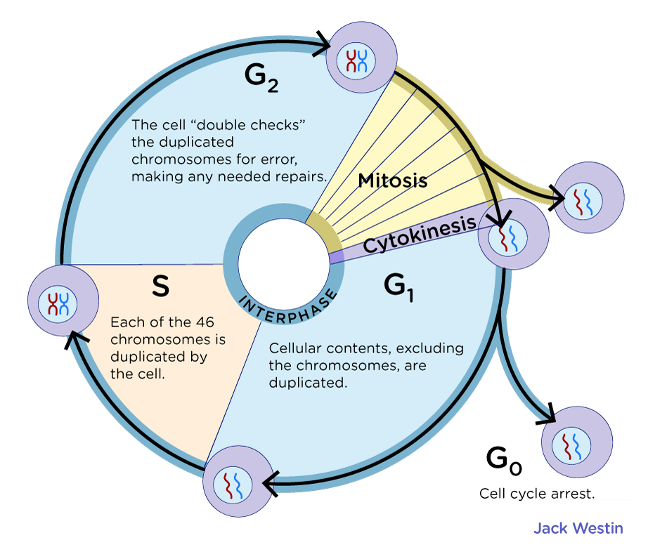 <p>Preparation for division (cytokinesis)</p>