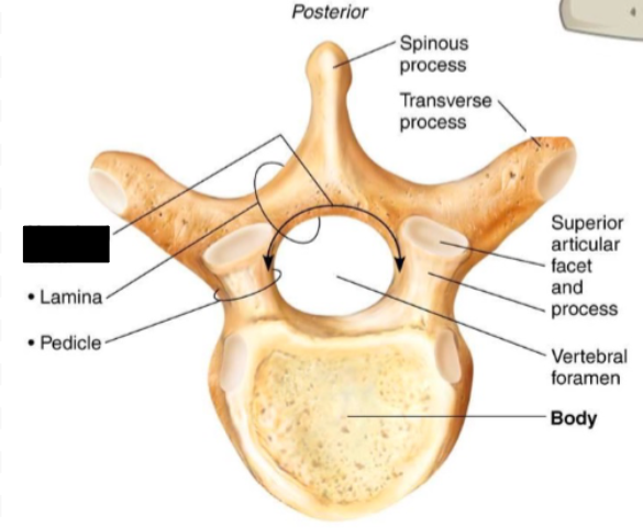 <p>Part of the vertebrae?</p>