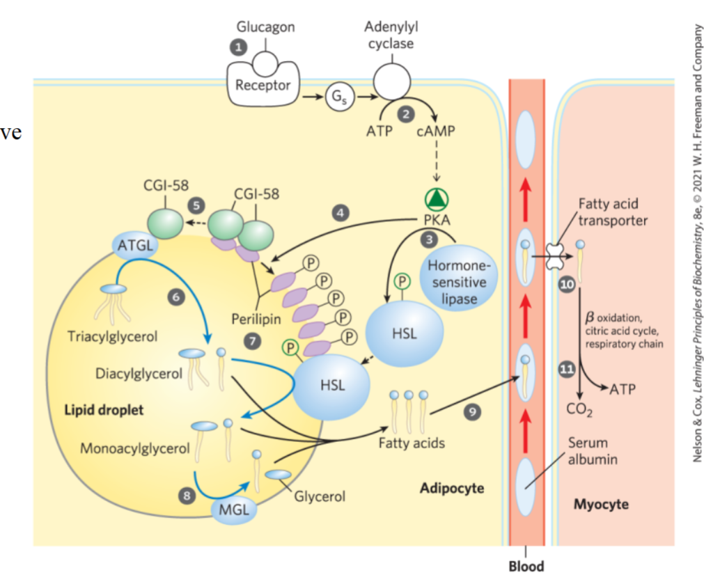 <p>glucagon -> adenylyl cyclase -> cAMP -> PKA -> phosphorylates hormone sensitive lipase and perilipin -> converts triacylglycerols to glycerol + 3 fatty acids</p><p>___</p><p>glycerol -> dihydroxyacetone phosphate -> (glycolysis/gluconeogenesis)</p><p>fatty acids -> bloodstream via binding to serum albumin (makes fatty acids soluble in blood)</p>