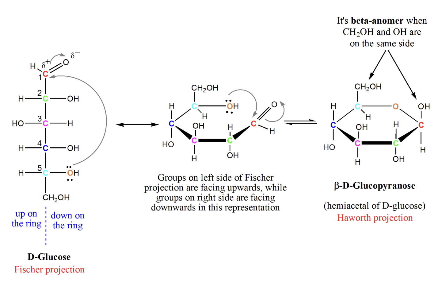 <p>A sugar’s <strong>aldehyde</strong> reacts with an <strong>internal alcohol</strong> (usually on C5) → forms a <strong>hemiacetal</strong> → sugar cyclizes into a <strong>6-membered pyranose ring</strong>. The anomeric carbon becomes <strong>newly chiral</strong>.</p>