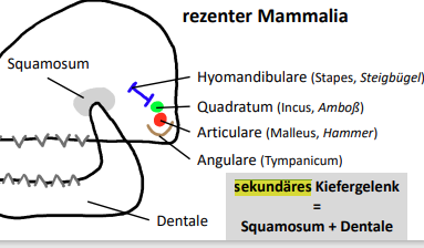 <p>Dentale / Unterkieferknochen✅ Squamosum / Schuppenbein des Schädels</p>