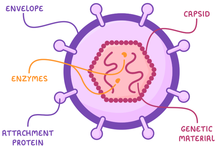 <p>The genetic material (two single strands of RNA) and enzymes (e.g. reverse transcriptase converts RNA to DNA) are surrounded by a capsid (a layer of protein molecules). The outer layer is called the envelope (made of phospholipids) and contains glycoproteins/attachment proteins (help HIV to bind to host cells).</p>