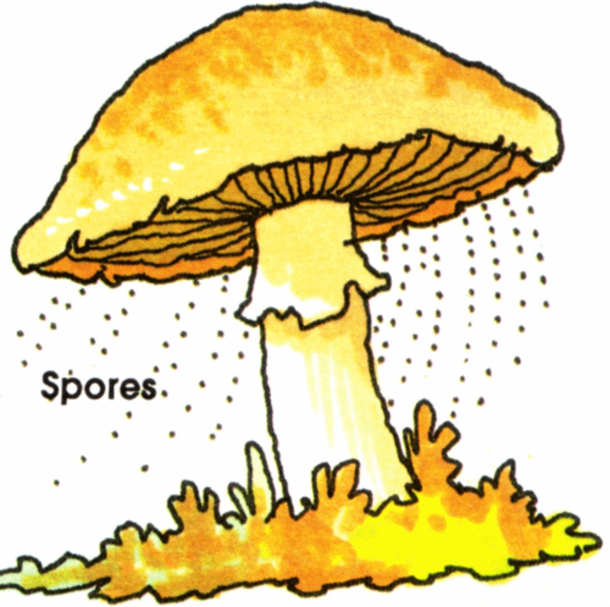 <p>small reproductive cells protected by a thick cell wall that grow into new fungi</p>