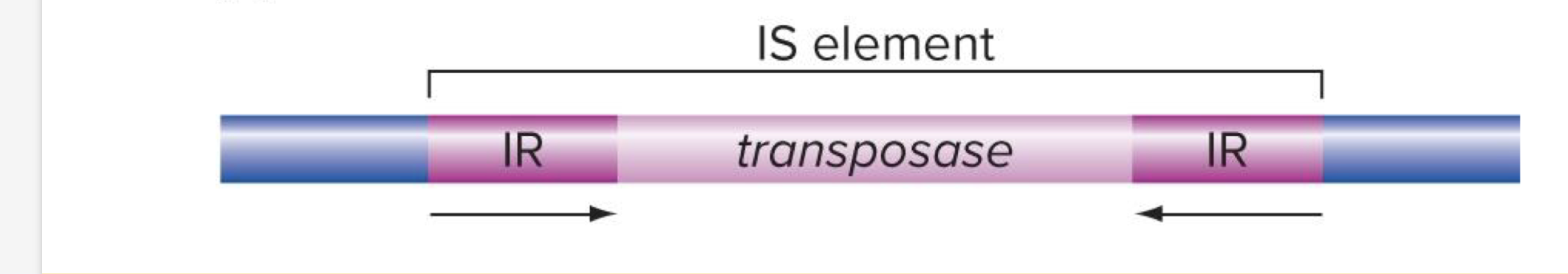 <p>Insertion sequences (IS) are like eukaryote TEs</p><ul><li><p>inverted repeats at the ends</p></li><li><p>encodes transposase</p></li><li><p>can disrupt gene funciton</p></li><li><p>can rearrange bacterial genomes by causing deletions or inversions</p></li></ul><p></p>