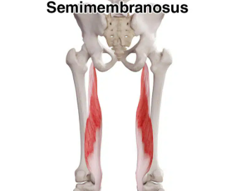 <p>semimembranosus</p>