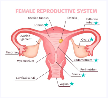<p><strong>Vagina:</strong> Muscular opening between external genitalia and uterus</p><p></p><p><strong>Cervix:</strong> Opening of the uterus to the vagina which dilates during labor and menstration</p><p></p><p><strong>Uterus:</strong> Muscular organ that sheds endometrium during menstrual cycle, houses a developing fetus</p><p></p><p><strong>Endometrium:</strong> Inner uterus lining</p><p></p><p><strong>Ovaries:</strong> 2 almond-shaped organs that develop and release ova during ovulation</p><p></p><p><strong>Ova:</strong> Egg, mature female reproductive cell that can give rise to an embryo if fertilized</p><p></p><p><strong>Fallopian tubes:</strong> pair of hollow, muscular ducts serving as passageways for ova between the ovaries and the uterus</p>