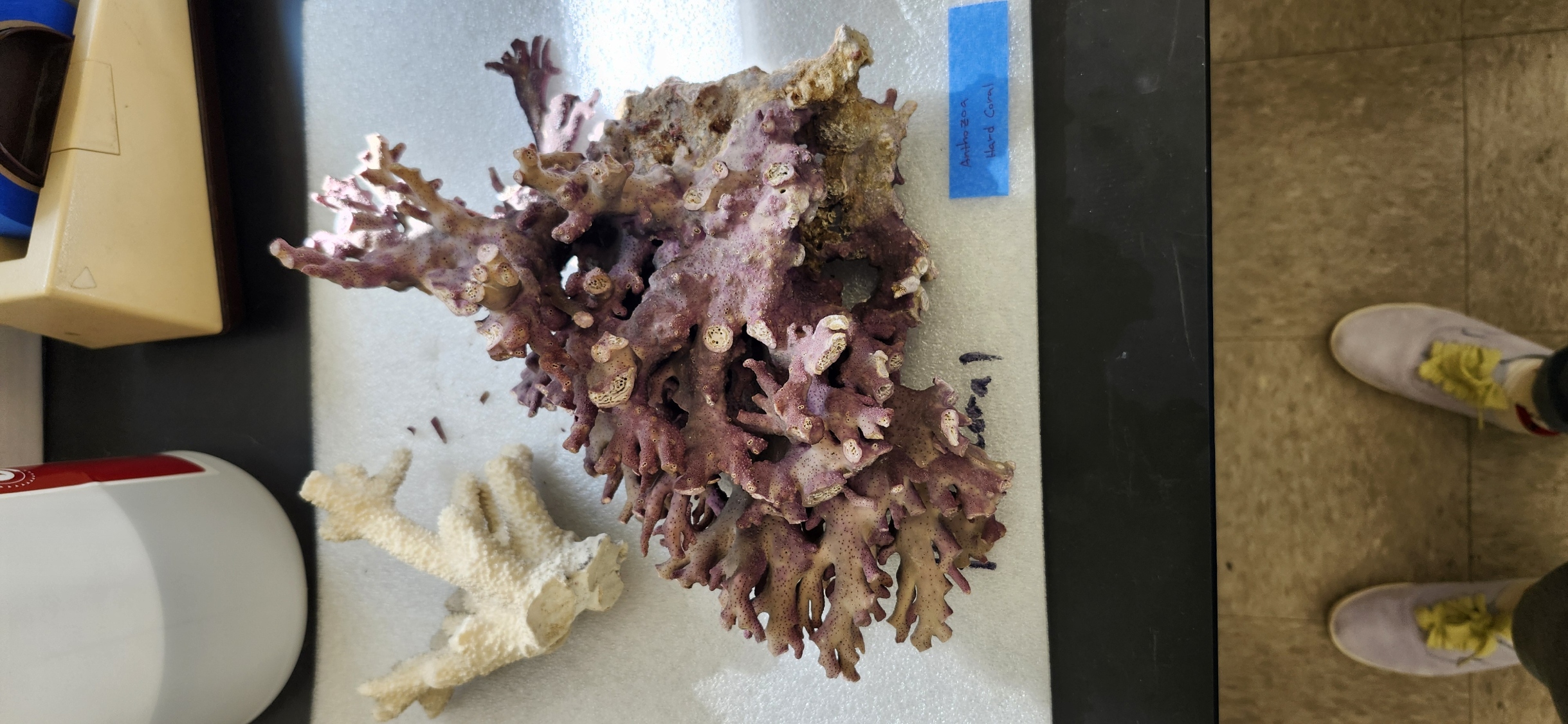 <p>What is the Class, Phylum, Kingdom, and common name of the organism??</p>