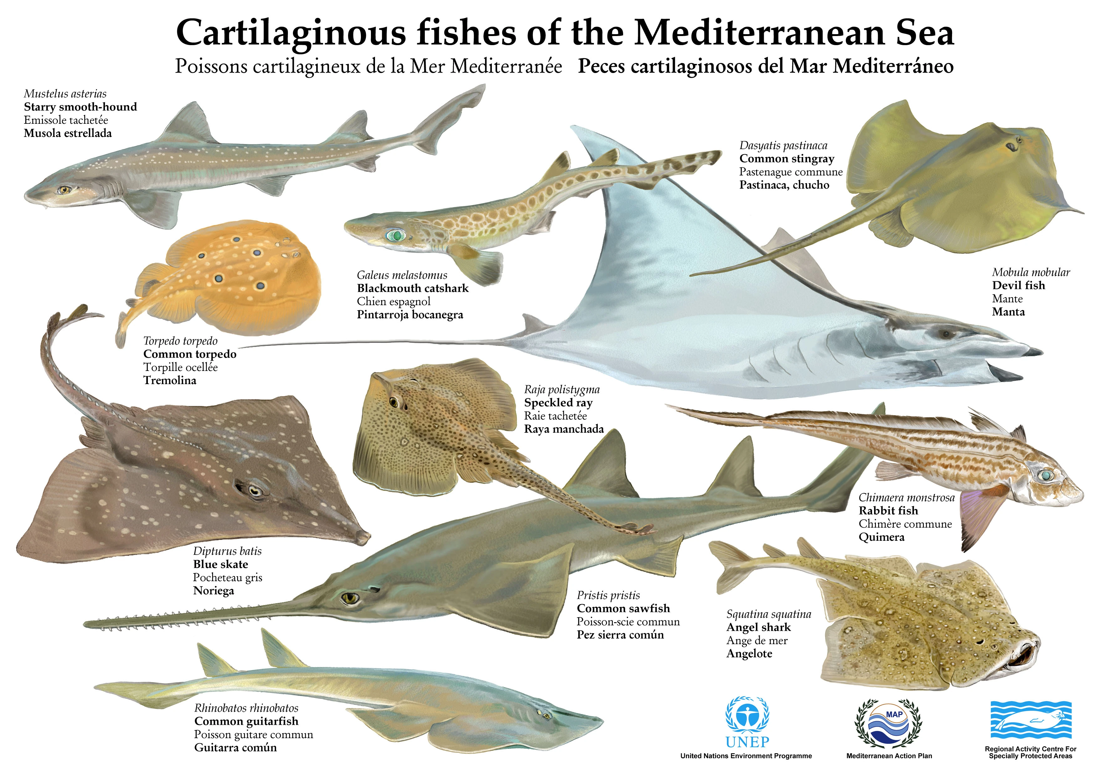 <p>Chondrichthyes </p>