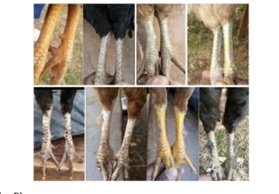 <p>American Birds = yellow</p><p>WL = white</p>