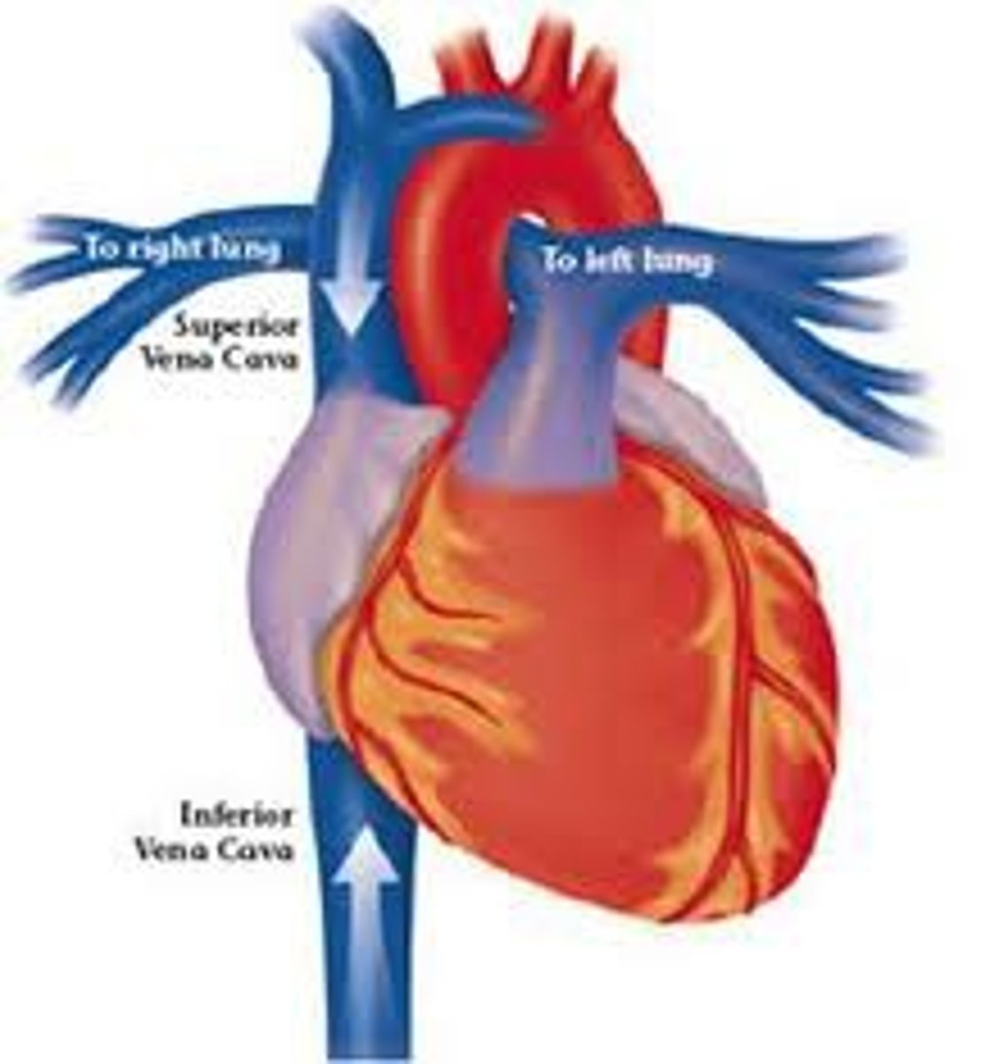 <p>One of the two largest veins in the body; carries blood from the lower extremities and the pelvic and the abdominal organs to the heart.</p>