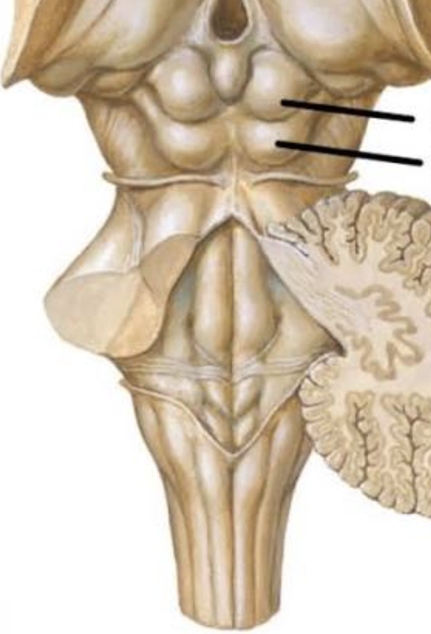<p>upper part of tectum</p>