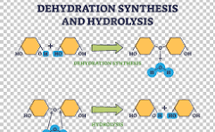 <ul><li><p>DHS is a condensation reaction and it’s a chemical process where two smaller molecules join together to form a larger molecule, releasing a water molecule in the process. </p></li><li><p>Primary mechanism for body to build complex biological polymers like carbohydrates, proteins, and lipids form simpler monomers. </p></li></ul><p>*Carbs can be mono or disaccharides. </p><p></p>