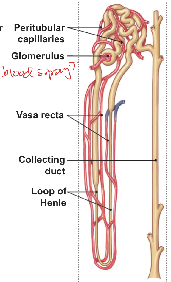 <ul><li><p>increase flow GFR → renin secretion → aff constriction decrease GFR</p></li></ul><p></p>