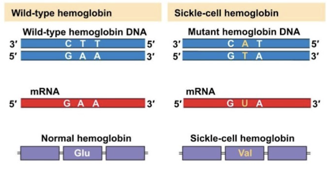 <p><span style="line-height: 1.5;">51. Observe the image below. How does the point mutation affect the shape of red blood cells?<br>A. The red blood cells will be round or bioconcave</span></p><p><span style="line-height: 1.5;">B. The red blood cells will be sickled or crescent shaped</span></p><p><span style="line-height: 1.5;">C. The red blood cells will be polygonal</span></p><p><span style="line-height: 1.5;">D. None of the above are correct</span></p>