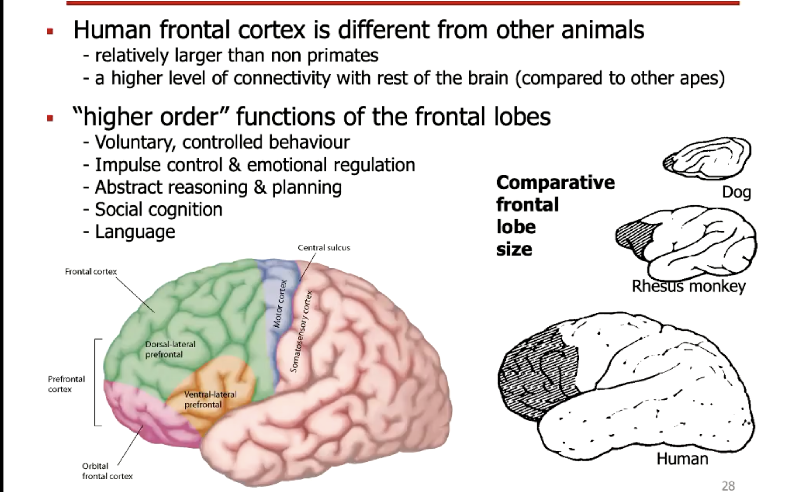 <p>Voluntary, controlled behaviour.</p><p>Impuse control and emotional reg</p><p>Abstract reasoning and planning</p><p>Social cognitoin and language.</p>