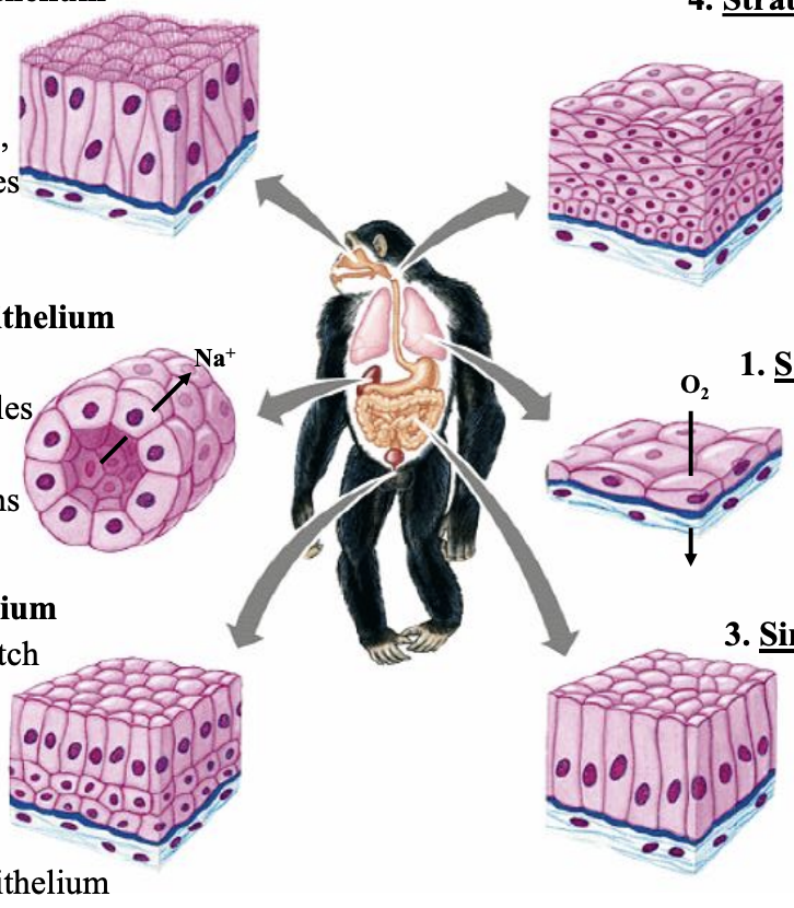 <p>Simple squamous, Simple cuboidal, Simple columnar, Stratified squamous, Pseudostratified, Transitional</p>