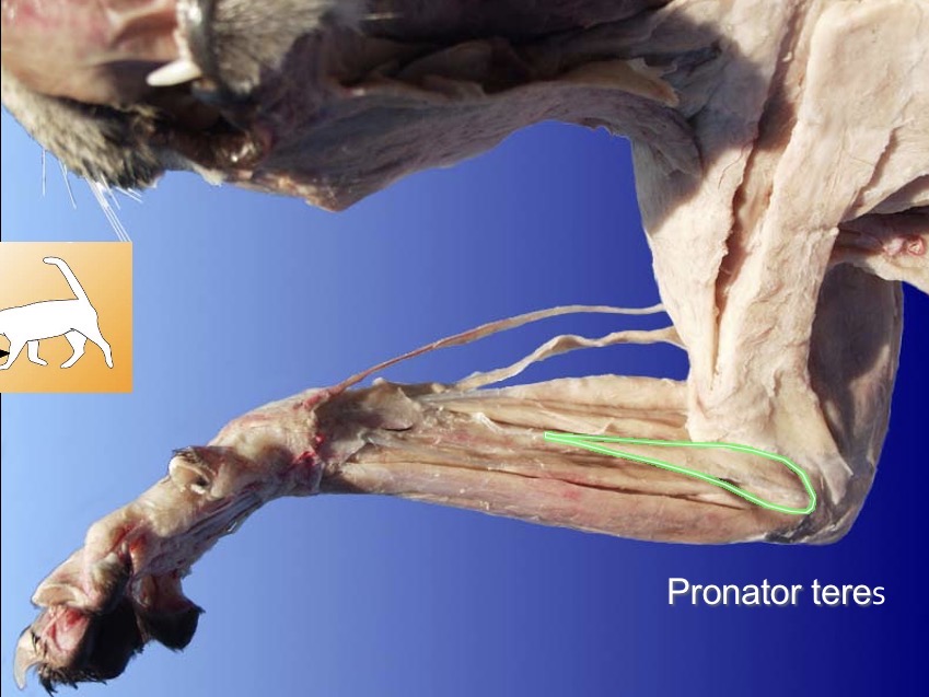 <p>Pronator teres</p><p>action: pronation</p><p>a: supinator</p>
