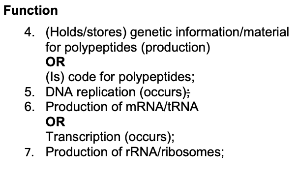 <ul><li><p>contains genetic material for polypeptides</p></li><li><p>DNA replication</p></li><li><p>production of mRNA/tRNA/transcription </p></li><li><p>production of rRNA/ribosomes</p></li></ul><p></p>