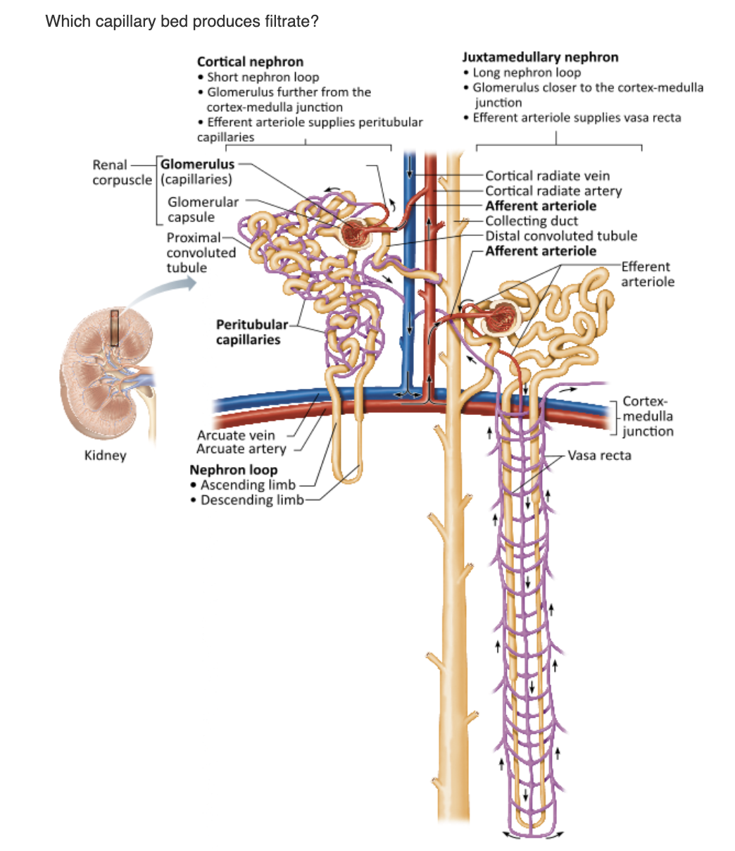 <table style="min-width: 25px;"><colgroup><col style="min-width: 25px;"></colgroup><tbody><tr><td colspan="1" rowspan="1" style="margin: 0px; padding: 0.3em; position: relative;"><p>glomerulus &nbsp; &nbsp; &nbsp; &nbsp;</p></td></tr><tr><td colspan="1" rowspan="1" style="margin: 0px; padding: 0.3em; position: relative;"><p>peritubular capillaries &nbsp; &nbsp; &nbsp; &nbsp;</p></td></tr><tr><td colspan="1" rowspan="1" style="margin: 0px; padding: 0.3em; position: relative;"><p>juxtaglomerular complex (JGC) &nbsp; &nbsp; &nbsp; &nbsp;</p></td></tr><tr><td colspan="1" rowspan="1" style="margin: 0px; padding: 0.3em; position: relative;"><p>vasa recta</p></td></tr></tbody></table><p></p>