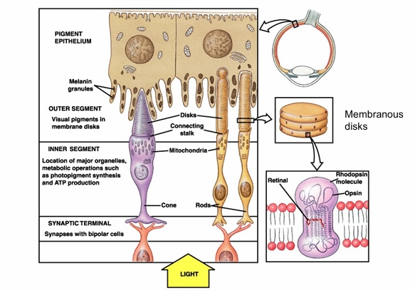 <p>diagram also shows what photoreceptors are connected to</p>
