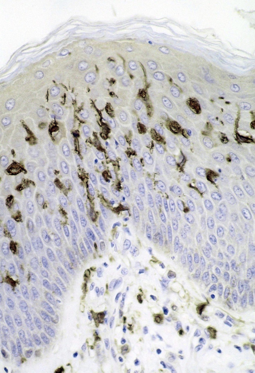 <p>Identify the Structure</p>