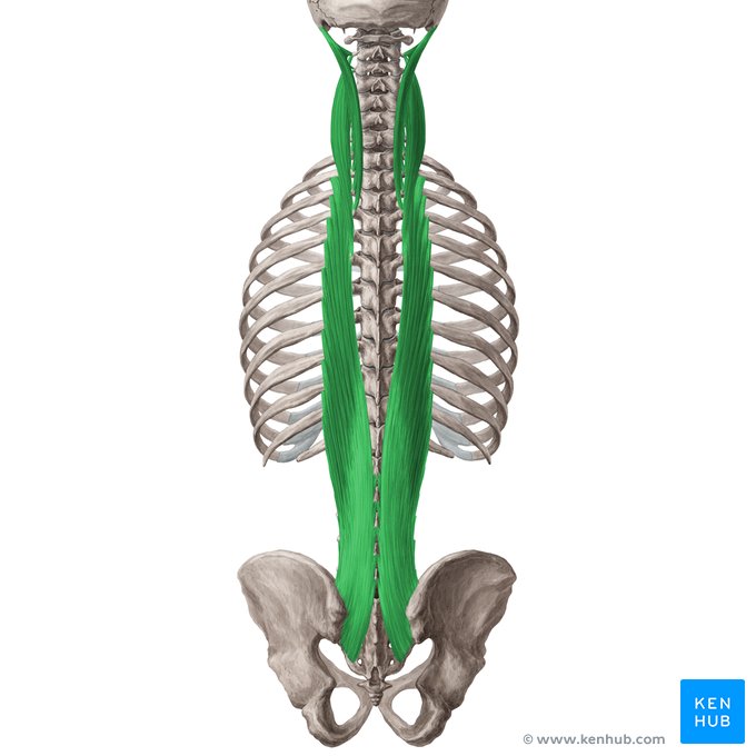 <p>The intermediate column of the erector spinae group.</p>